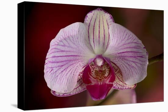 Orchid-Gordon Semmens-Stretched Canvas