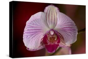 Orchid-Gordon Semmens-Stretched Canvas