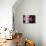 Orchid-Gordon Semmens-Stretched Canvas displayed on a wall