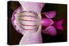 Orchid-Gordon Semmens-Stretched Canvas