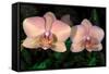 Orchid-Gordon Semmens-Framed Stretched Canvas