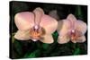 Orchid-Gordon Semmens-Stretched Canvas