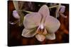 Orchid-Gordon Semmens-Stretched Canvas