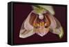 Orchid-Gordon Semmens-Framed Stretched Canvas