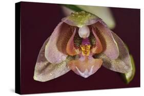 Orchid-Gordon Semmens-Stretched Canvas