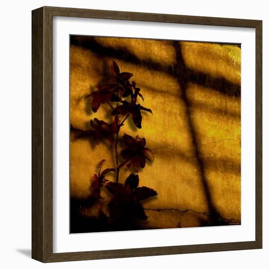 Orchid-Lydia Marano-Framed Photographic Print