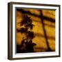 Orchid-Lydia Marano-Framed Photographic Print