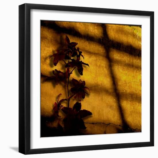 Orchid-Lydia Marano-Framed Photographic Print