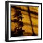 Orchid-Lydia Marano-Framed Photographic Print