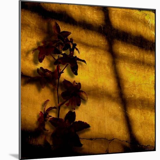 Orchid-Lydia Marano-Mounted Photographic Print