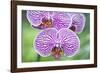 Orchid-Rob Tilley-Framed Photographic Print