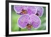 Orchid-Rob Tilley-Framed Photographic Print