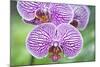 Orchid-Rob Tilley-Mounted Photographic Print