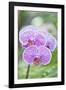 Orchid-Rob Tilley-Framed Photographic Print