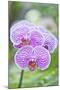 Orchid-Rob Tilley-Mounted Photographic Print