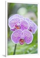 Orchid-Rob Tilley-Framed Photographic Print