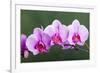 Orchid-null-Framed Photographic Print