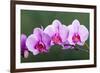 Orchid-null-Framed Photographic Print