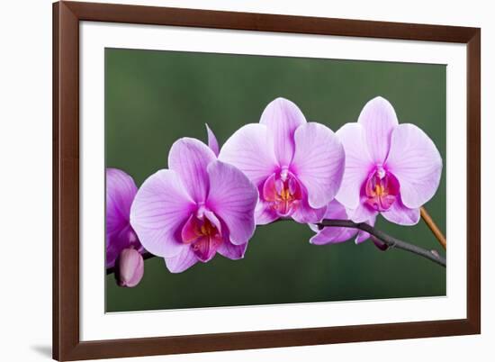 Orchid-null-Framed Photographic Print