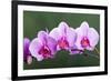 Orchid-null-Framed Photographic Print