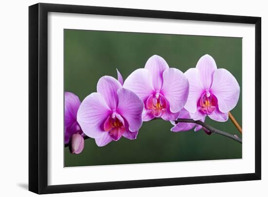 Orchid-null-Framed Photographic Print