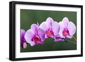 Orchid-null-Framed Photographic Print