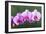 Orchid-null-Framed Photographic Print