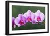 Orchid-null-Framed Photographic Print