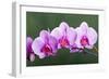 Orchid-null-Framed Photographic Print