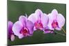 Orchid-null-Mounted Photographic Print