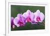 Orchid-null-Framed Photographic Print