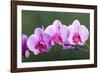 Orchid-null-Framed Photographic Print