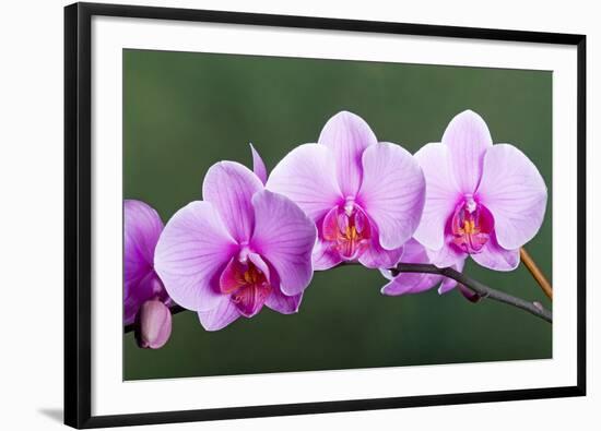 Orchid-null-Framed Photographic Print