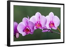 Orchid-null-Framed Photographic Print