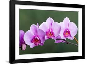 Orchid-null-Framed Photographic Print