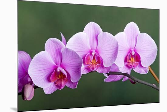 Orchid-null-Mounted Photographic Print