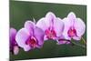 Orchid-null-Mounted Photographic Print