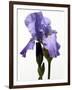 Orchid-Karen Williams-Framed Photographic Print