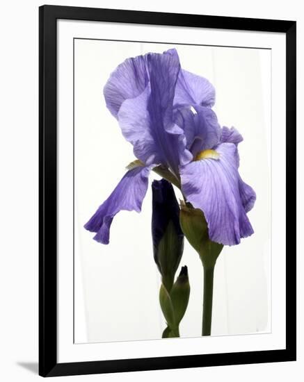 Orchid-Karen Williams-Framed Photographic Print