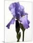 Orchid-Karen Williams-Mounted Photographic Print