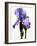 Orchid-Karen Williams-Framed Photographic Print