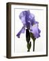 Orchid-Karen Williams-Framed Photographic Print
