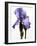 Orchid-Karen Williams-Framed Photographic Print