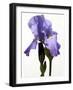Orchid-Karen Williams-Framed Photographic Print