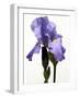 Orchid-Karen Williams-Framed Photographic Print