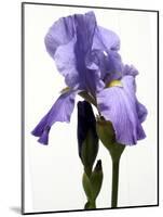 Orchid-Karen Williams-Mounted Photographic Print