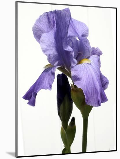 Orchid-Karen Williams-Mounted Photographic Print