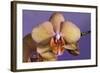 Orchid-Gordon Semmens-Framed Photographic Print