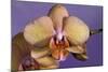 Orchid-Gordon Semmens-Mounted Photographic Print