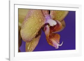 Orchid-Gordon Semmens-Framed Photographic Print